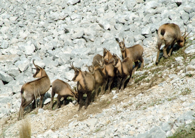 Camoscio d''Abruzzo Rupicapra pyrenaica ornata